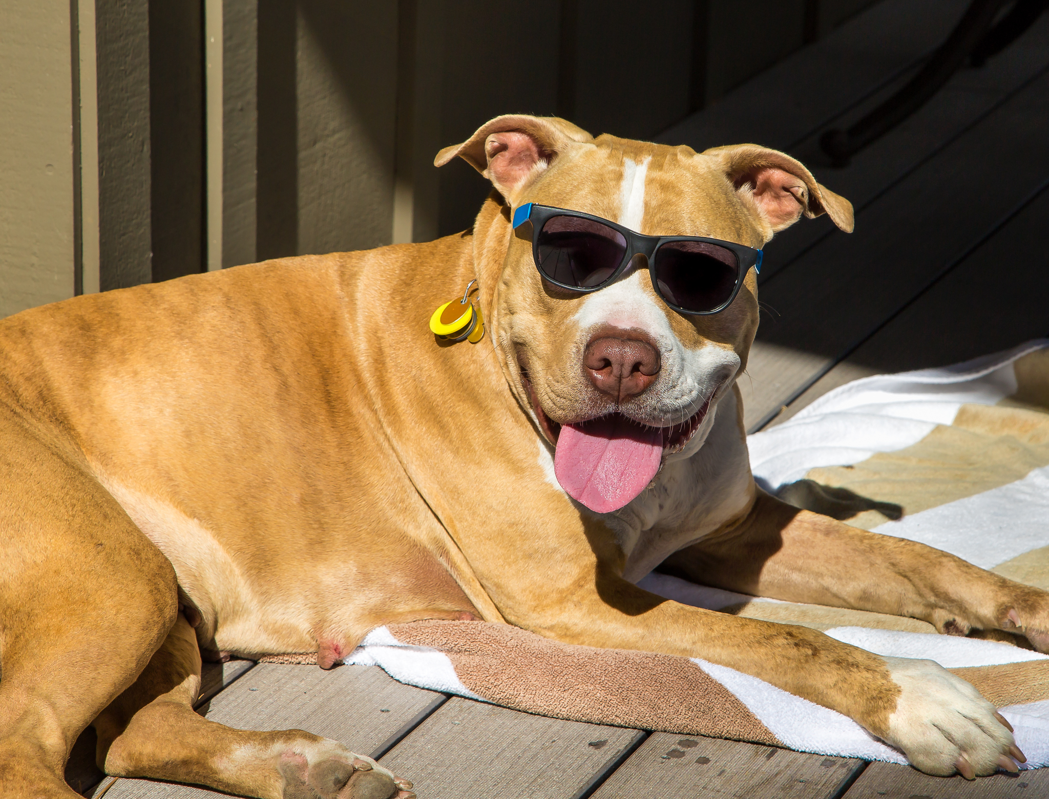 presummerdog
